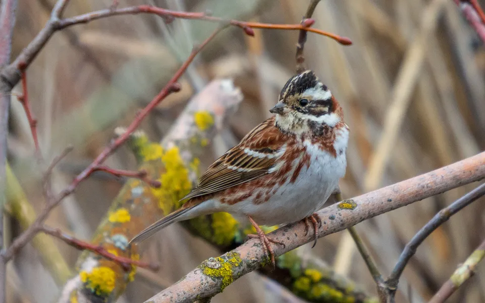 Rustic Bunting (Emberiza rustica) — photo 2 of 4