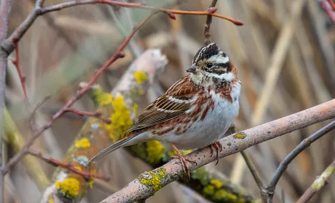 Rustic Bunting (Emberiza rustica) — photo 2 of 4