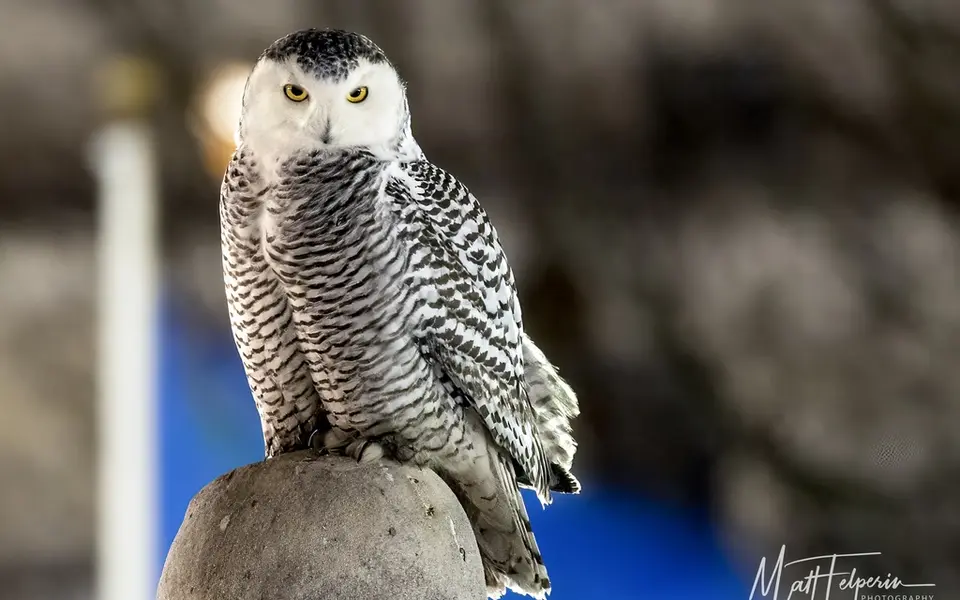Snowy Owl (Bubo scandiacus) — photo 2 of 4