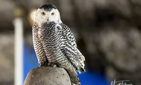 Snowy Owl