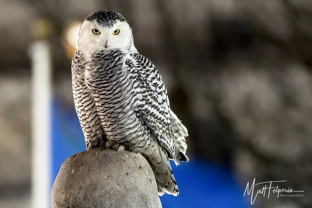 Snowy Owl