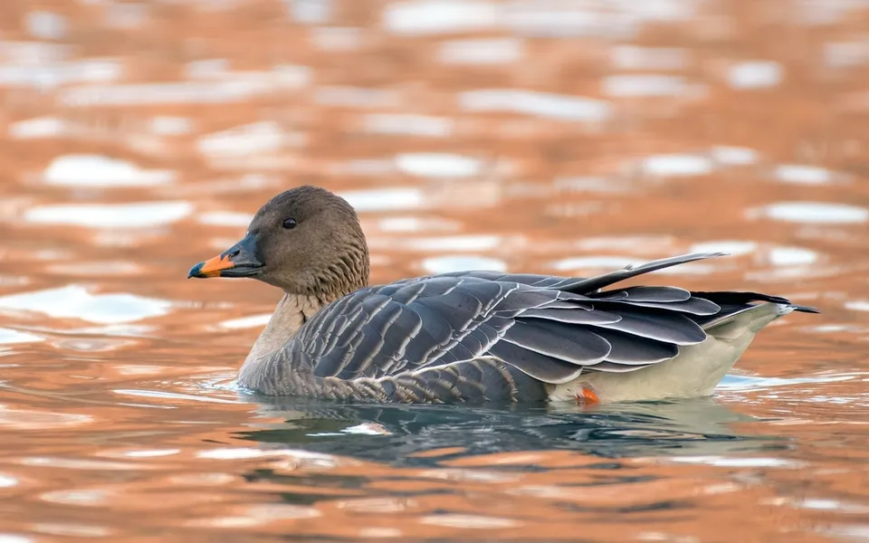 Tundra Bean-Goose (Anser serrirostris) — photo 2 of 4