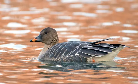 Tundra Bean-Goose (Anser serrirostris) — photo 2 of 4