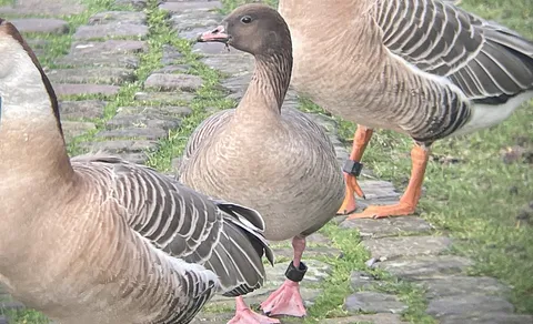 Pink-footed Goose (Anser brachyrhynchus) — photo 3 of 3