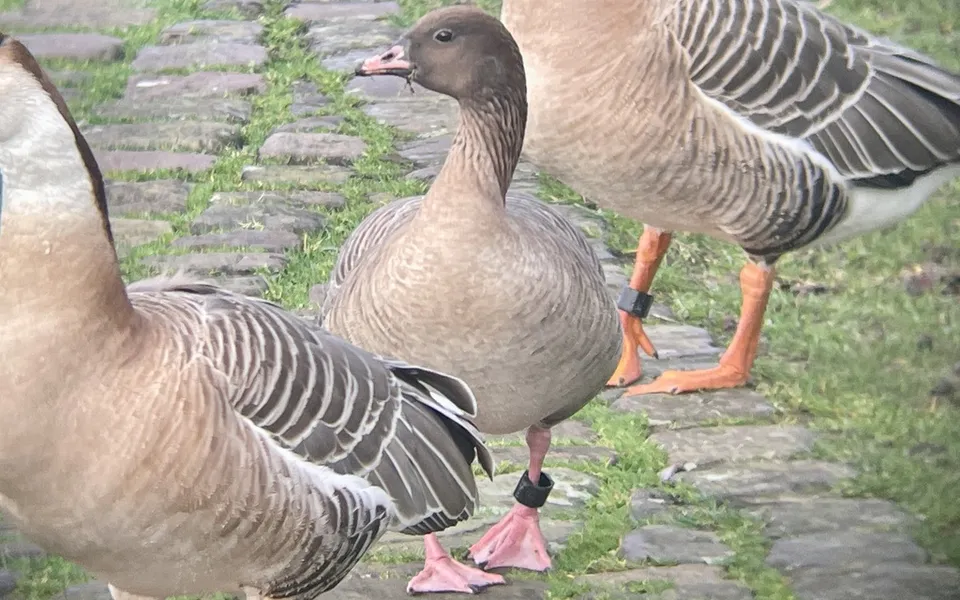 Pink-footed Goose (Anser brachyrhynchus) — photo 3 of 3