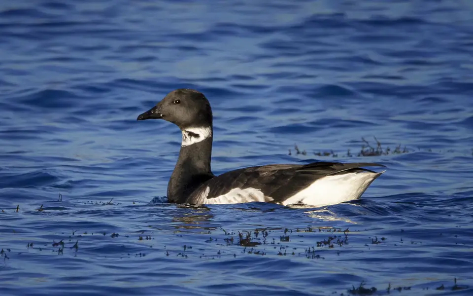Brant (Branta bernicla) — photo 2 of 3