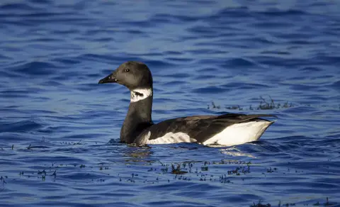 Brant (Branta bernicla) — photo 2 of 3