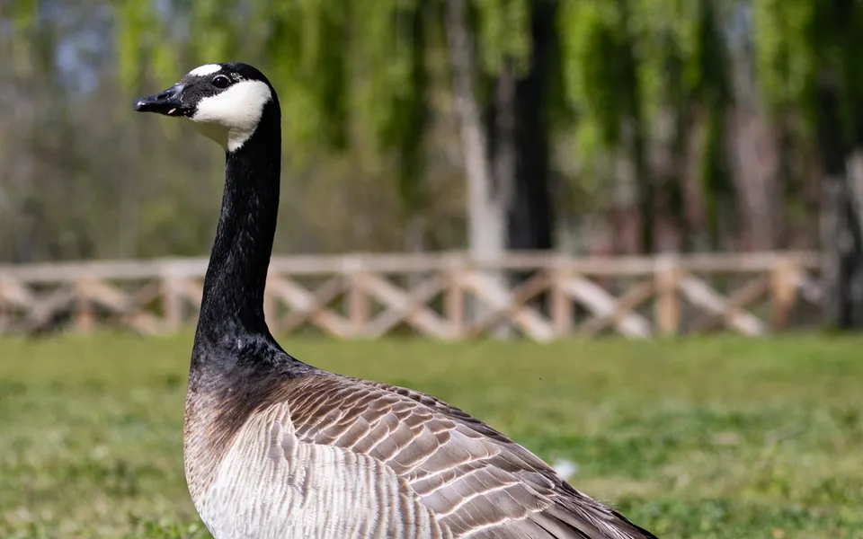 Barnacle Goose (Branta leucopsis) — photo 4 of 4