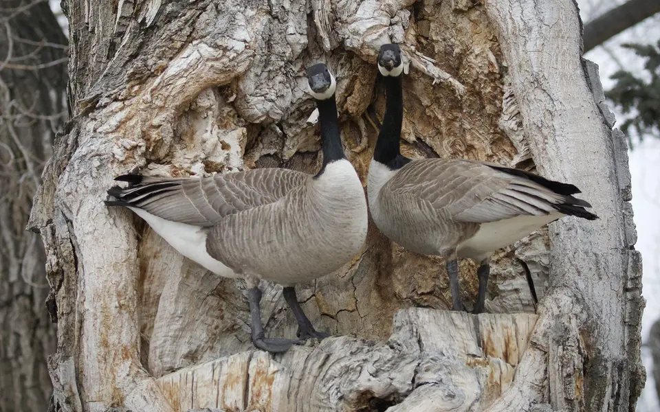 Canada Goose (Branta canadensis) — photo 3 of 5