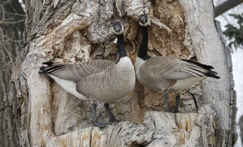 Canada Goose (Branta canadensis) — photo 3 of 5