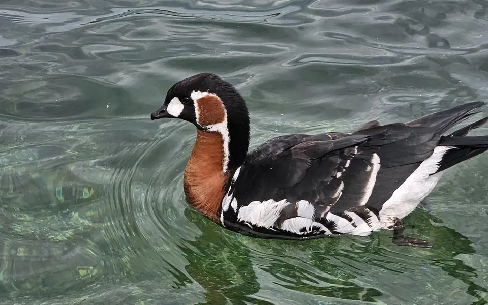 Red-breasted Goose (Branta ruficollis) — photo 3 of 4