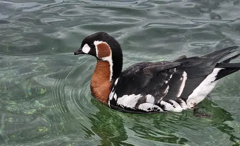 Red-breasted Goose (Branta ruficollis) — photo 3 of 4