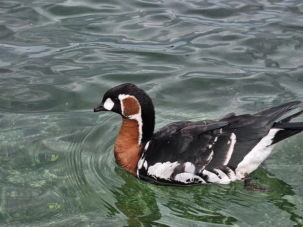 Краснозобая казарка