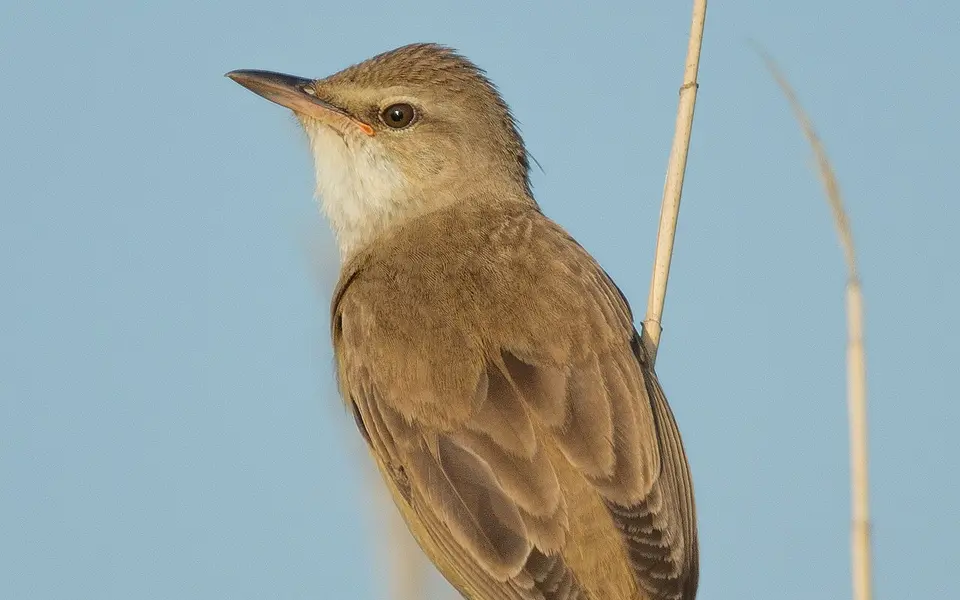 Great Reed Warbler (Acrocephalus arundinaceus) — photo 5 of 6