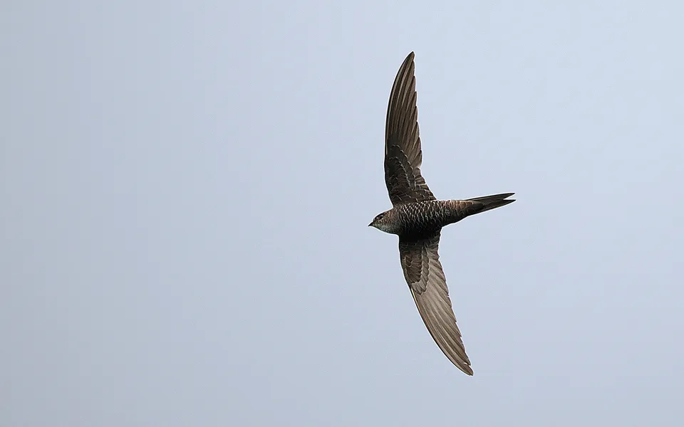 Common Swift (Apus apus) — photo 2 of 4