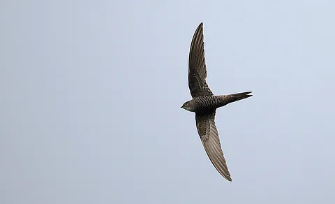 Common Swift (Apus apus) — photo 2 of 4