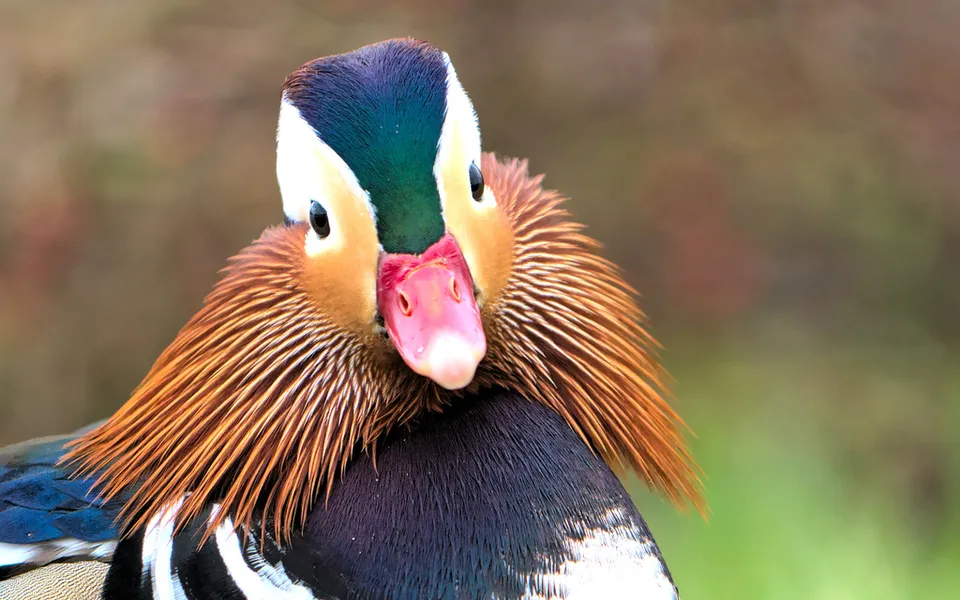 Mandarin Duck (Aix galericulata) — photo 4 of 4