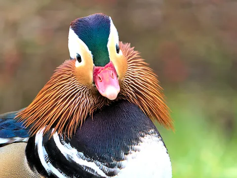 Мандаринка