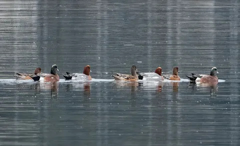 Eurasian Wigeon (Mareca penelope) — photo 3 of 5