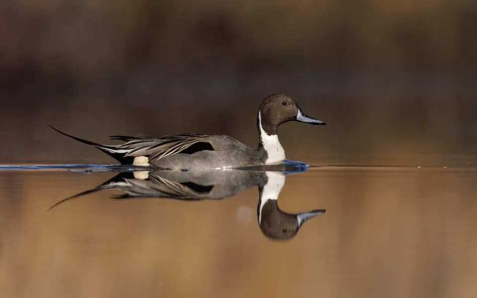 Northern Pintail (Anas acuta) — photo 2 of 4
