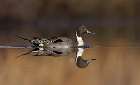 Northern Pintail (Anas acuta) — photo 2 of 4