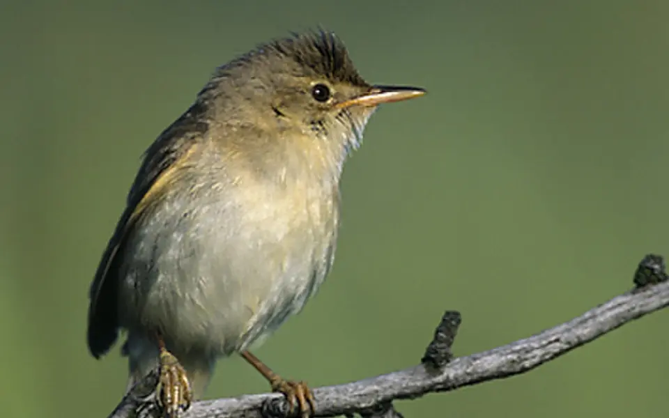 Marsh Warbler (Acrocephalus palustris) — photo 1 of 4