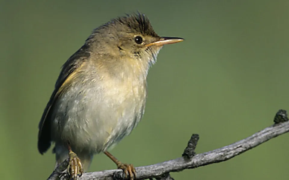Marsh Warbler