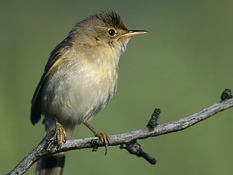 Marsh Warbler
