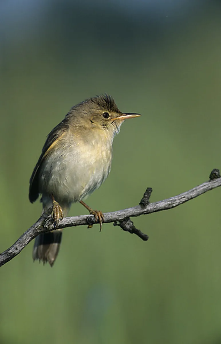 Marsh Warbler