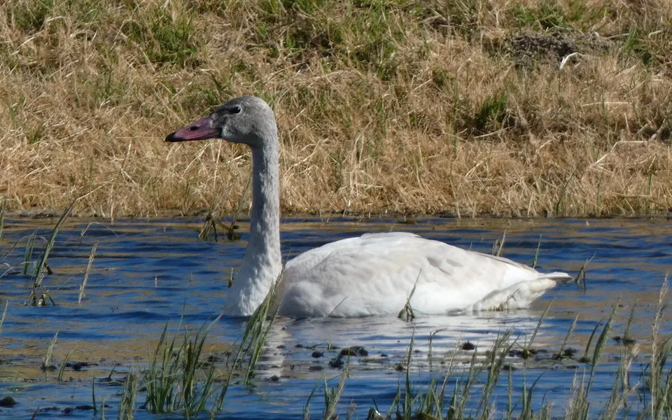 Tundra Swan (Cygnus columbianus) — photo 4 of 4