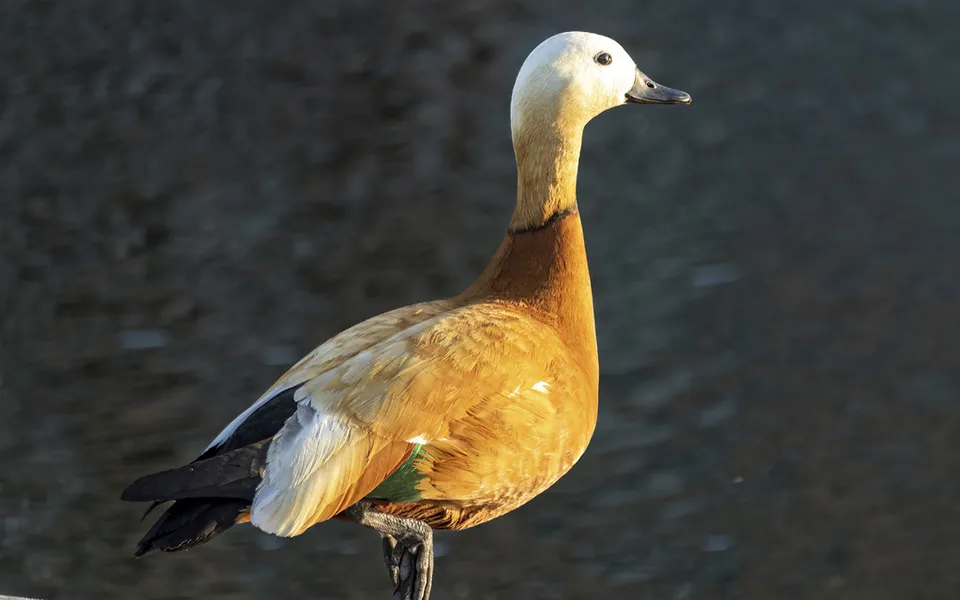 Ruddy Shelduck (Tadorna ferruginea) — photo 5 of 6