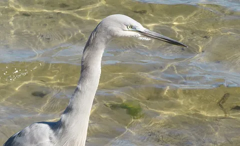 Great Egret (Ardea alba) — photo 3 of 3