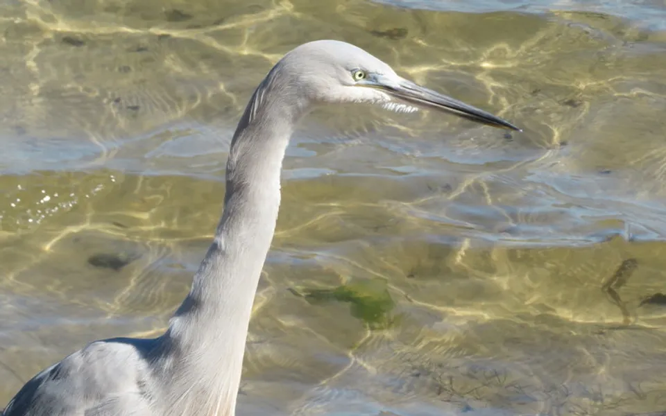 Great Egret (Ardea alba) — photo 3 of 3