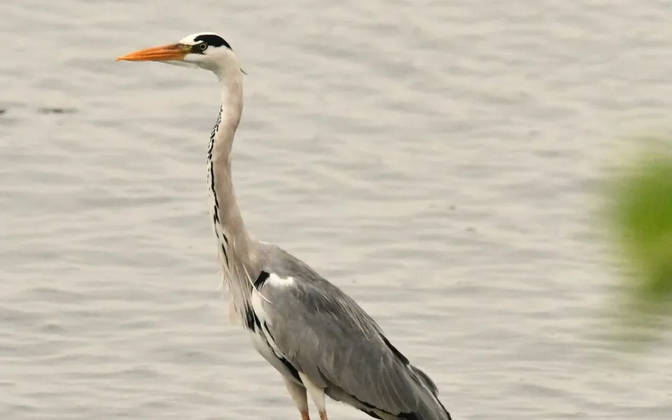 Gray Heron (Ardea cinerea) — photo 5 of 6