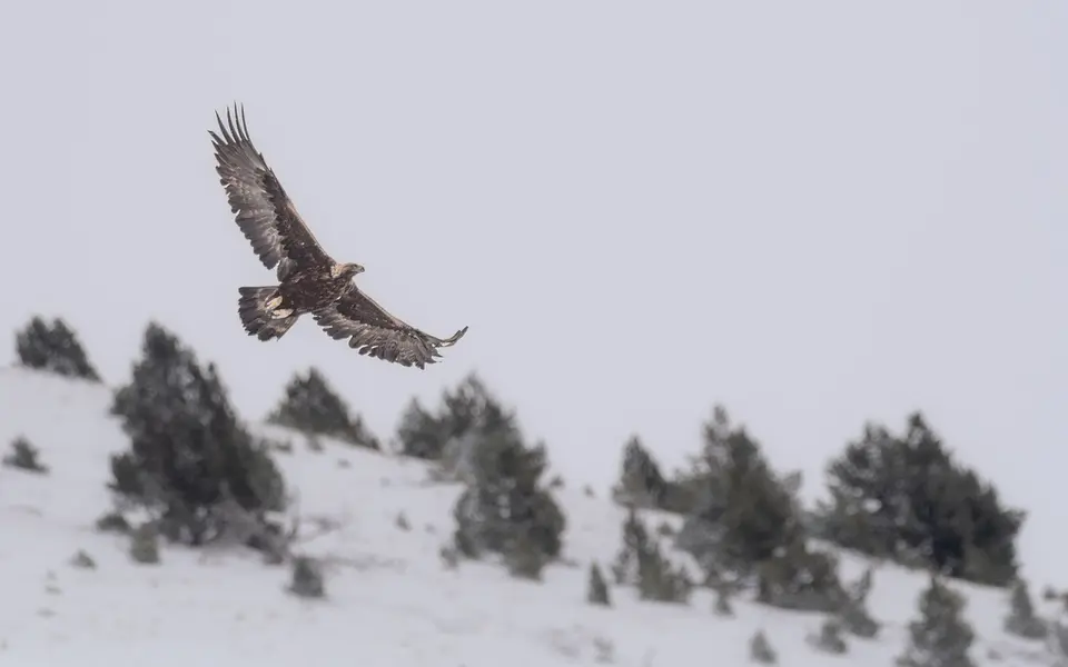 Golden Eagle (Aquila chrysaetos) — photo 2 of 3