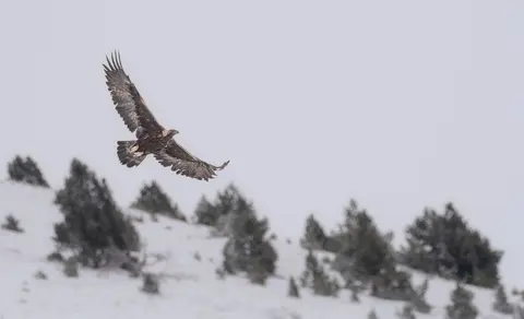 Golden Eagle (Aquila chrysaetos) — photo 2 of 3