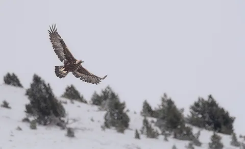 Golden Eagle