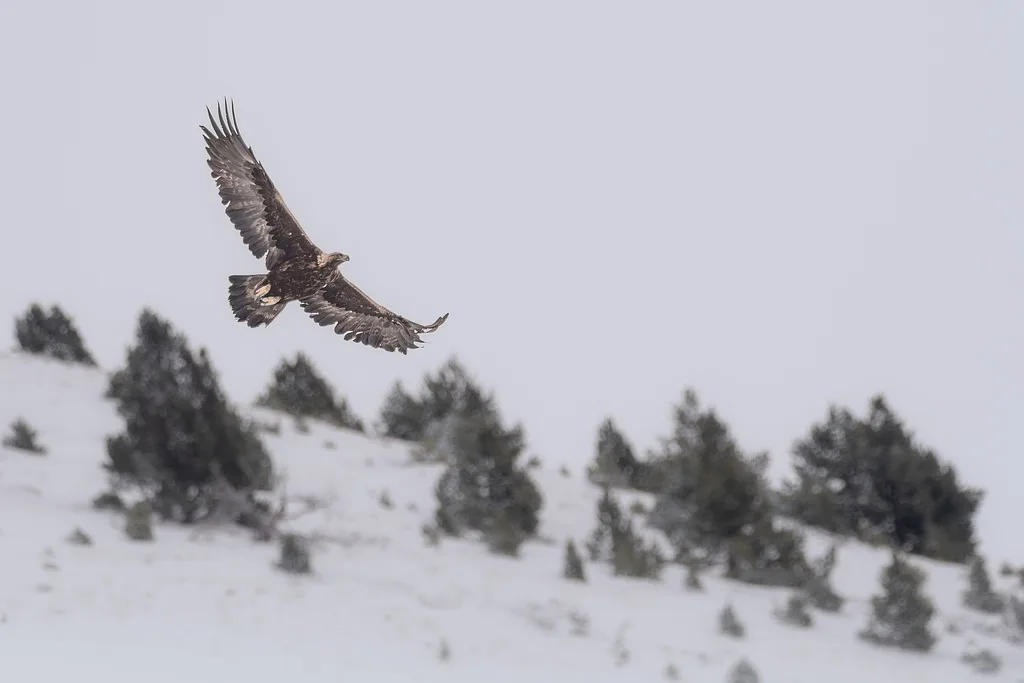 Golden Eagle