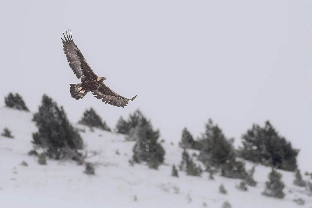 Golden Eagle