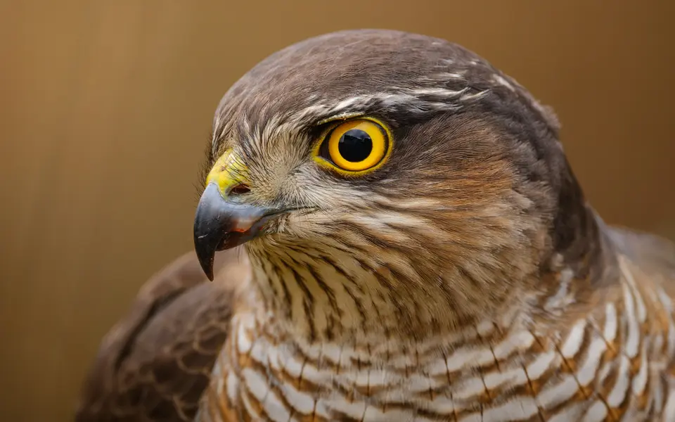 Eurasian Sparrowhawk (Accipiter nisus) — photo 3 of 3