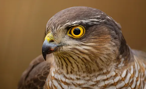 Eurasian Sparrowhawk