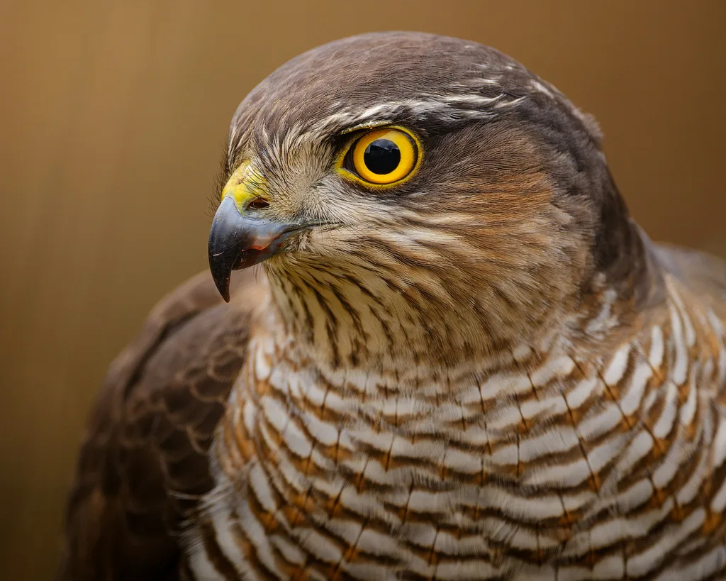 Eurasian Sparrowhawk