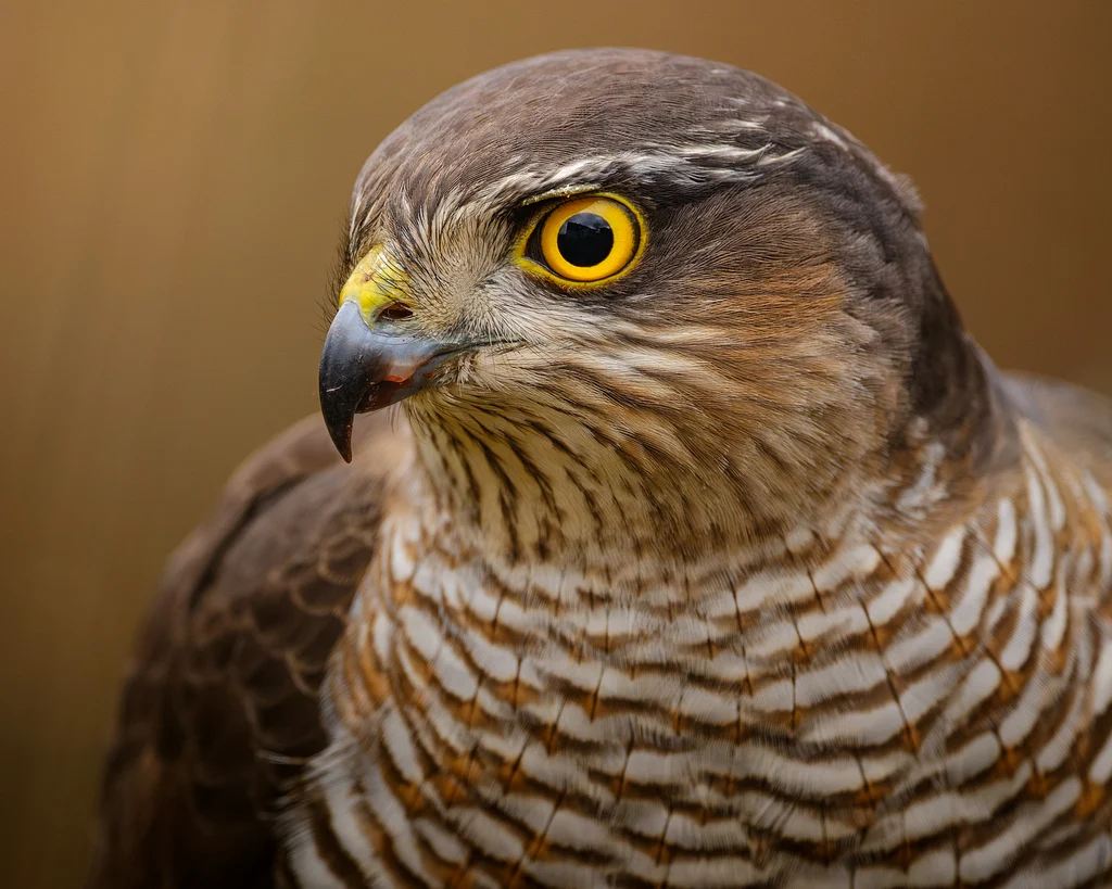 Eurasian Sparrowhawk