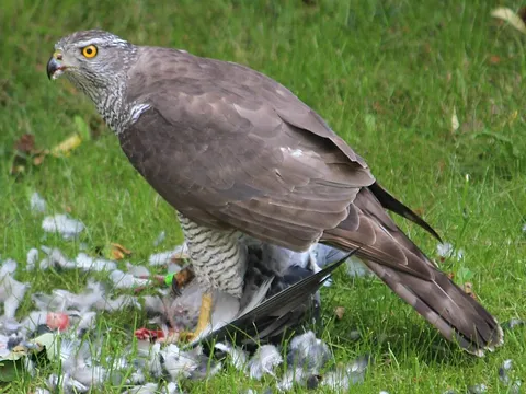 Eurasian Goshawk