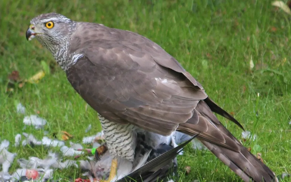 Eurasian Goshawk (Astur gentilis) — photo 1 of 4