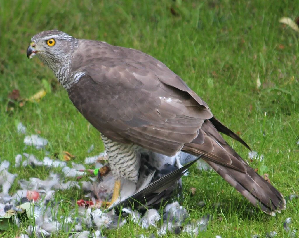 Eurasian Goshawk (Astur gentilis) — photo 1 of 4