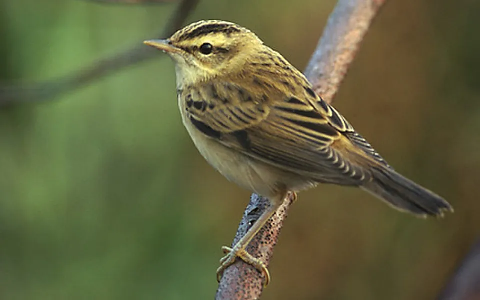 Sedge Warbler