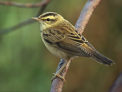 Sedge Warbler