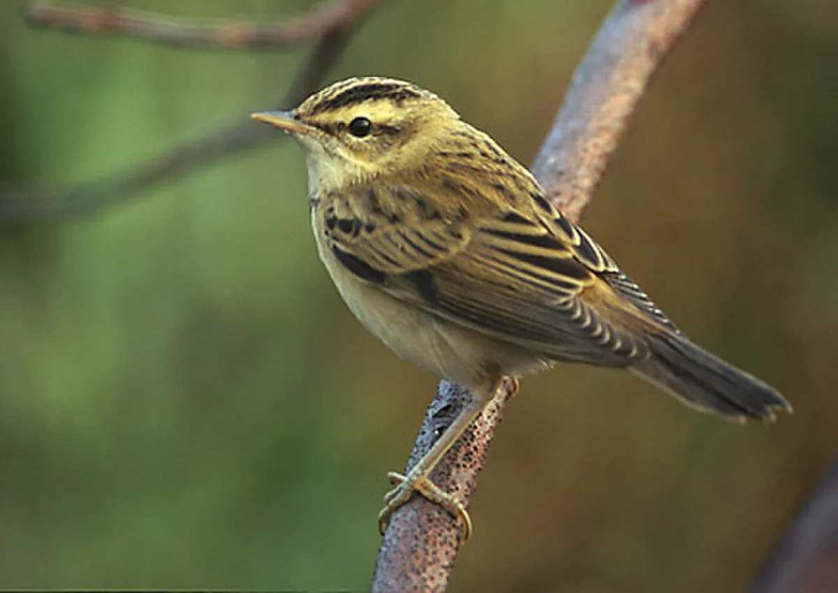 Sedge Warbler