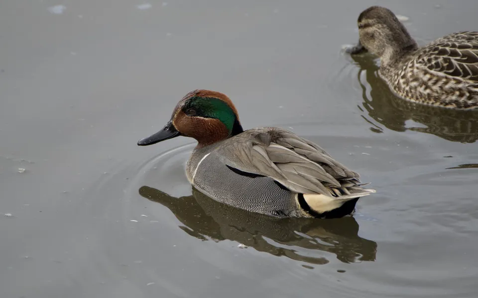Green-winged Teal (Anas crecca) — photo 3 of 4
